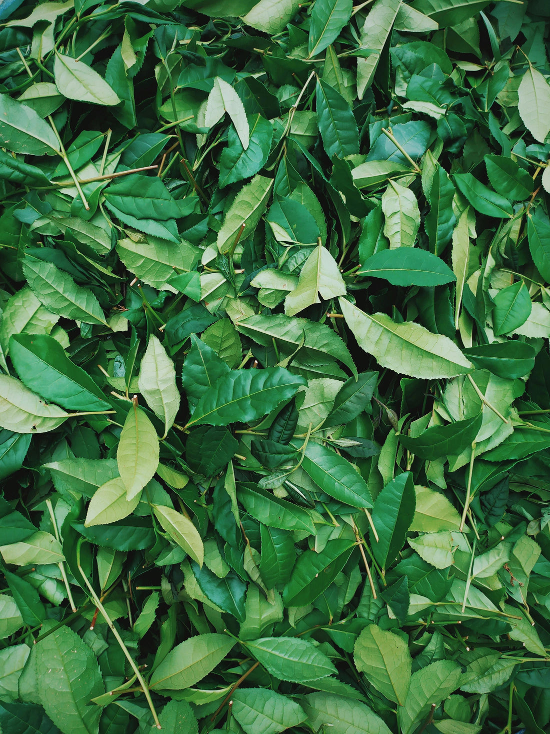 How To Find The Best L-Theanine Supplement - Moodeys