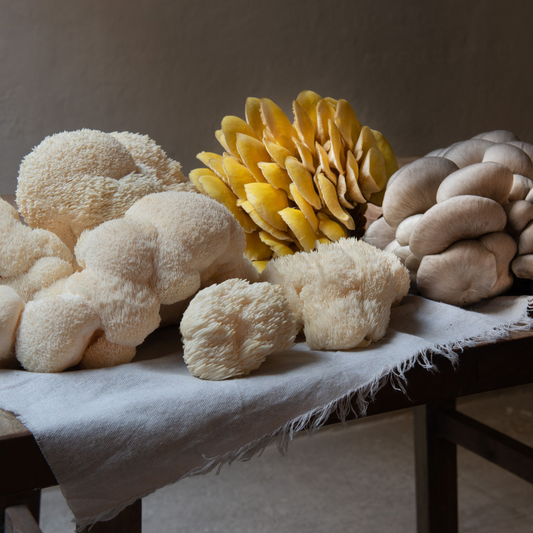 What is Lion’s Mane?