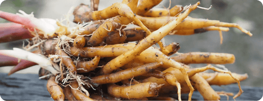 Cordyceps Mushrooms: Natural Energy Boost - Moodeys