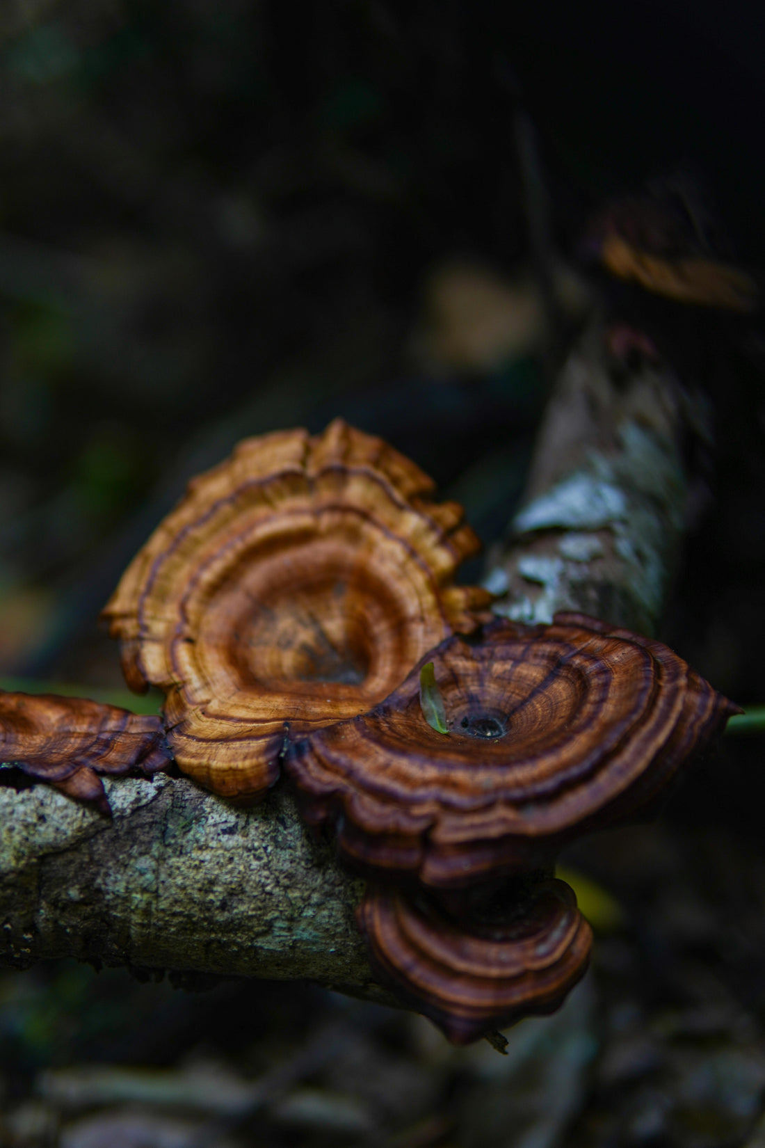 How Long Does it Take For Reishi Mushroom To Work - Moodeys