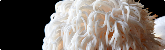 What's the best time of day to take Lion's Mane Mushroom