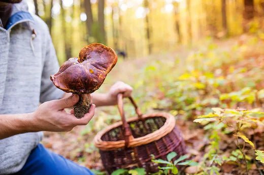 Unlocking the Benefits of Reishi Mushrooms - Moodeys