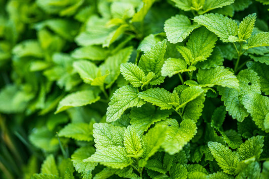 Why Take Lemon Balm Supplement
