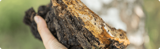 What are Chaga Mushrooms- Origin, Health Benefits, and Uses - Moodeys
