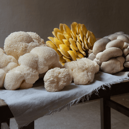 What is Lion’s Mane? - Moodeys