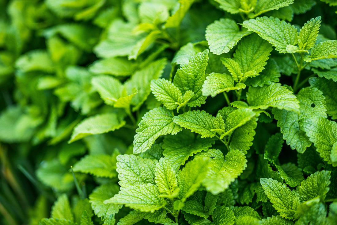 Why Take Lemon Balm Supplement? - Moodeys