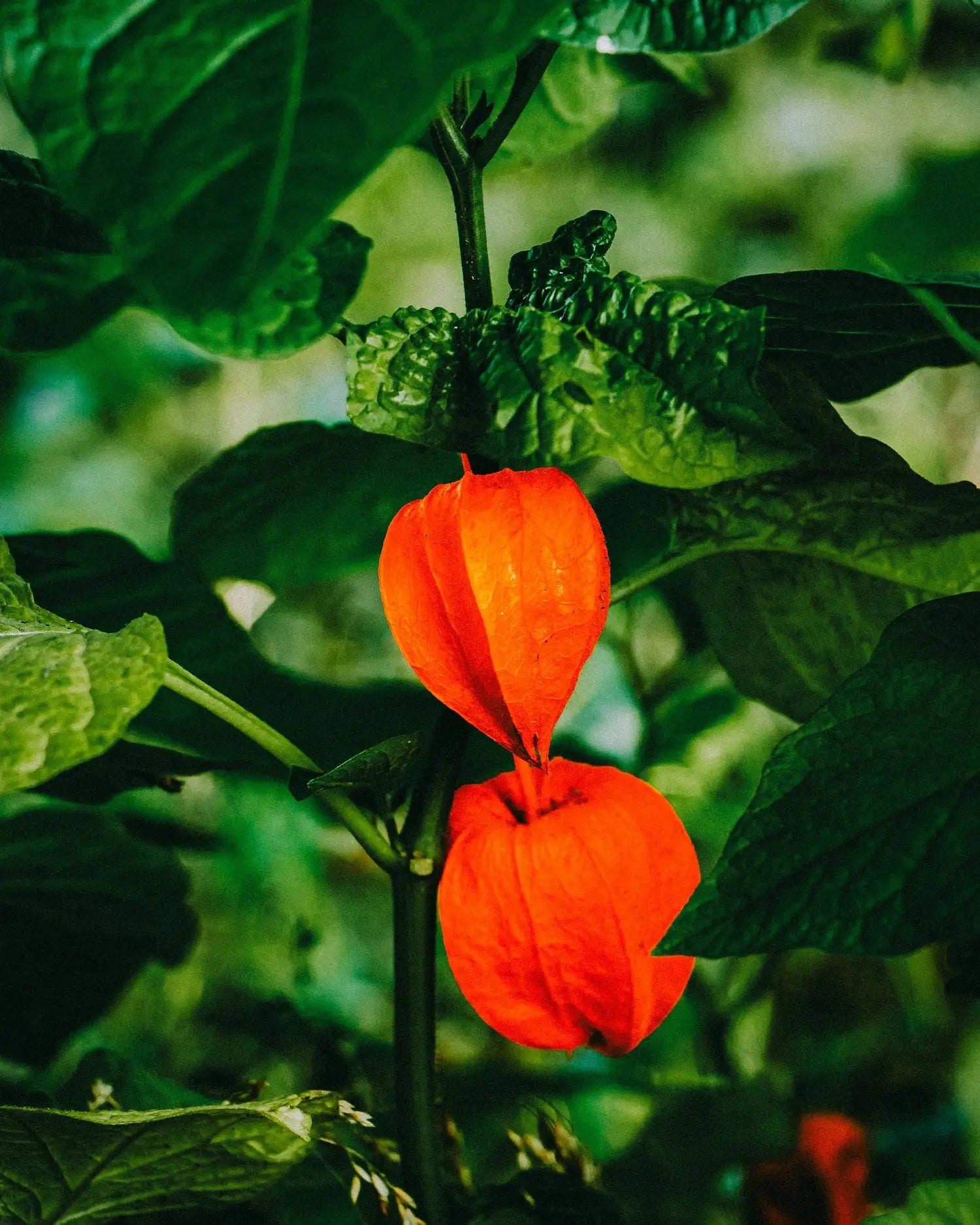 Ashwagandha KSM-66®