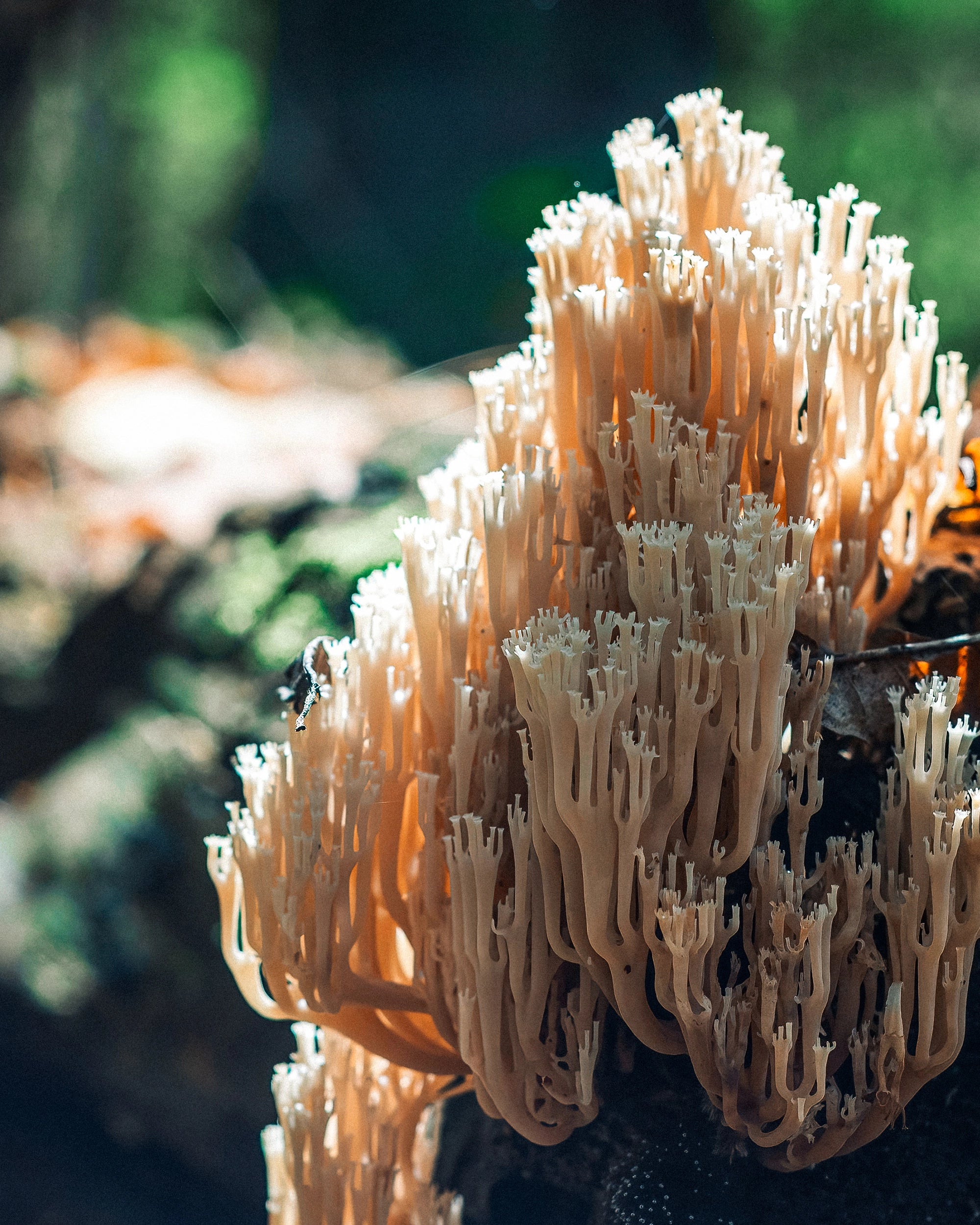 Lion's Mane Mushroom