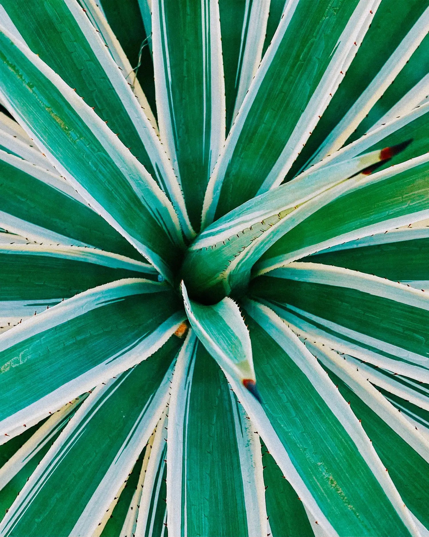 Moodeys Multivitamin