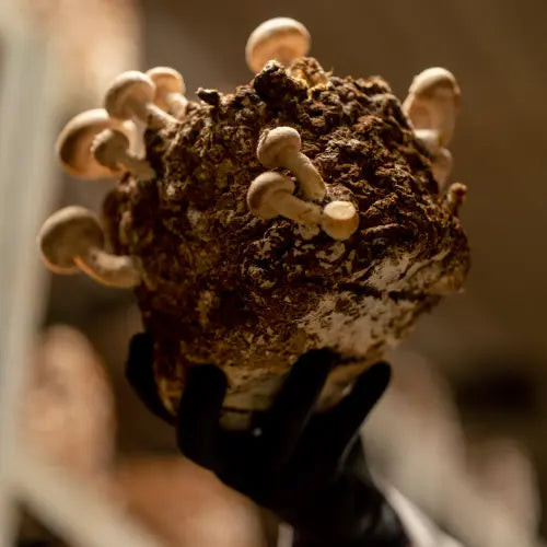 cologist from a mushroom farm