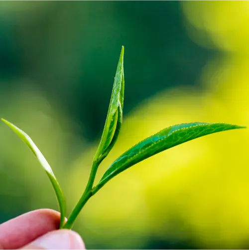 close up fresh green tea leaves
