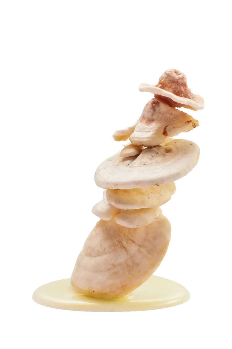 Reishi + KSM-66®